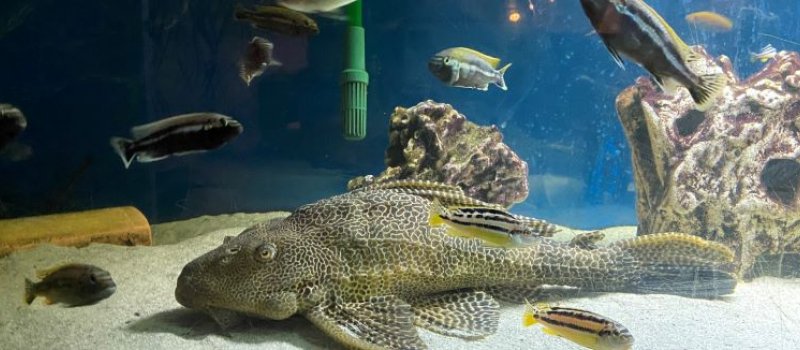 Hvilke Fisk Spiser Alger På Akvarium